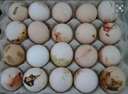 输卵管炎对蛋鸡有什么影响,蛋鸡输卵管炎药上午喂还是下午