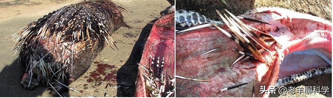 遇到大蟒蛇的自救方法,碰到大蟒蛇怎么自救