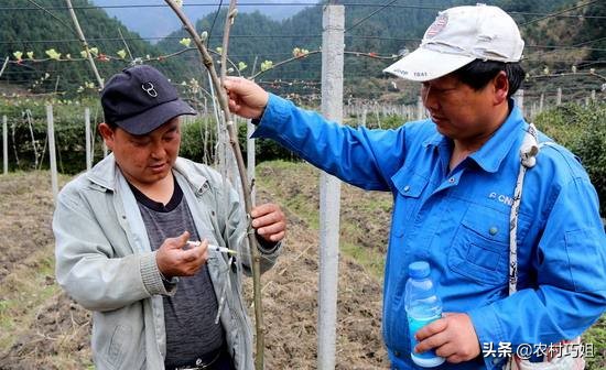果树打针的危害,果树打针管和配件