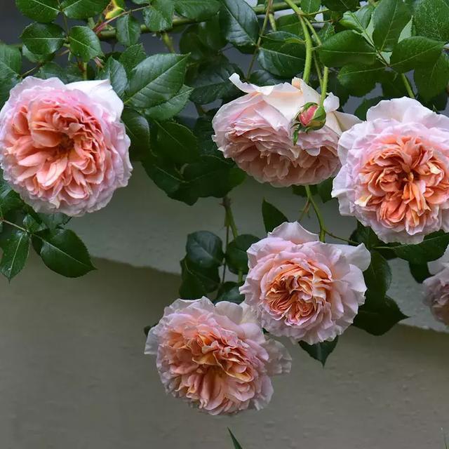 什么花都适用的制干花方法,哪些花卉做干花效果最好