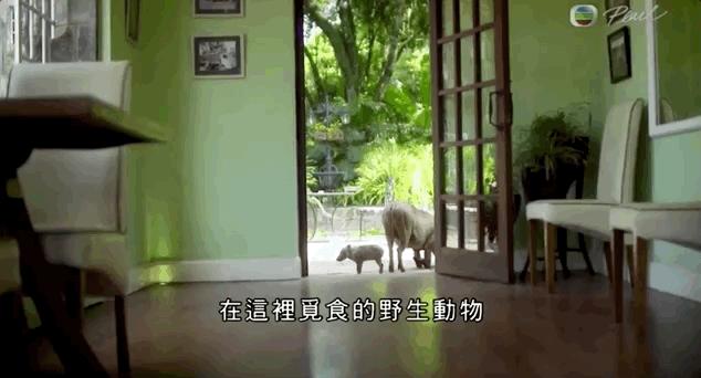 吃长颈鹿治艾滋病？为保护谣言下的生命他们建了家世界唯一的酒店