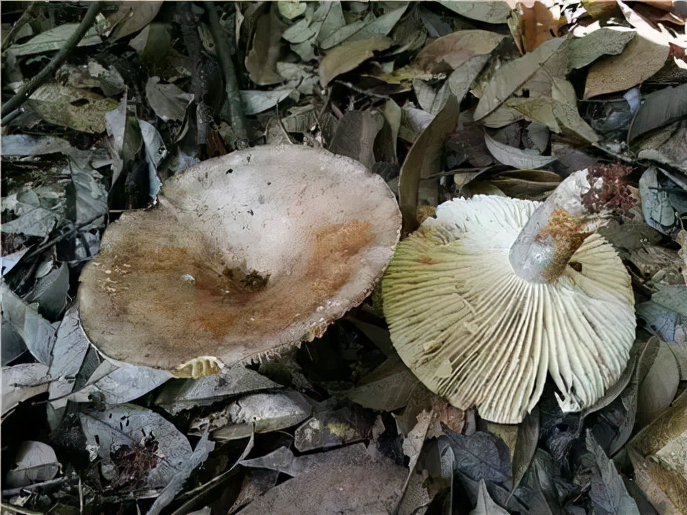 误食蘑菇祖孙三代,最容易误食的毒蘑菇有哪些