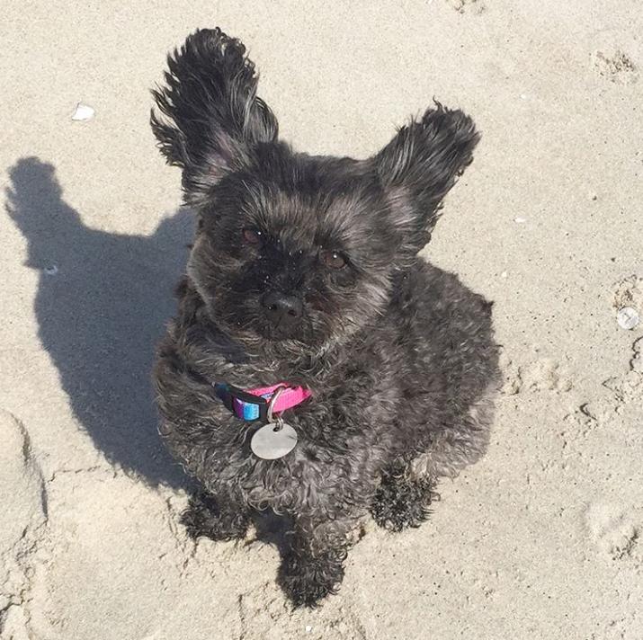 鐩樼偣鍚勪釜鐗瑰埆鐨勬潅浜や覆涓茬嫍,鍝簺瀹犵墿鐘覆涓茶捣鏉ユ洿濂界湅