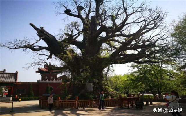 山西大槐树有一副很有名的对联,描写山西洪洞大槐树的经典语句