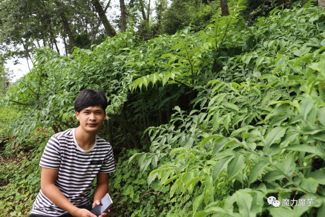 地膜种植魔芋的大忌,种植魔芋的方法与技术