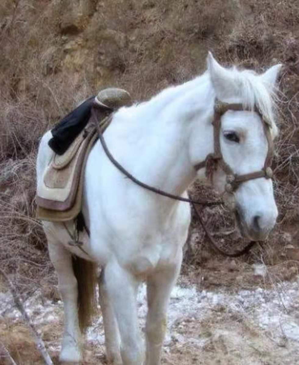 白龙马从马棚走出来的故事,西游记白龙马的悲惨晚年