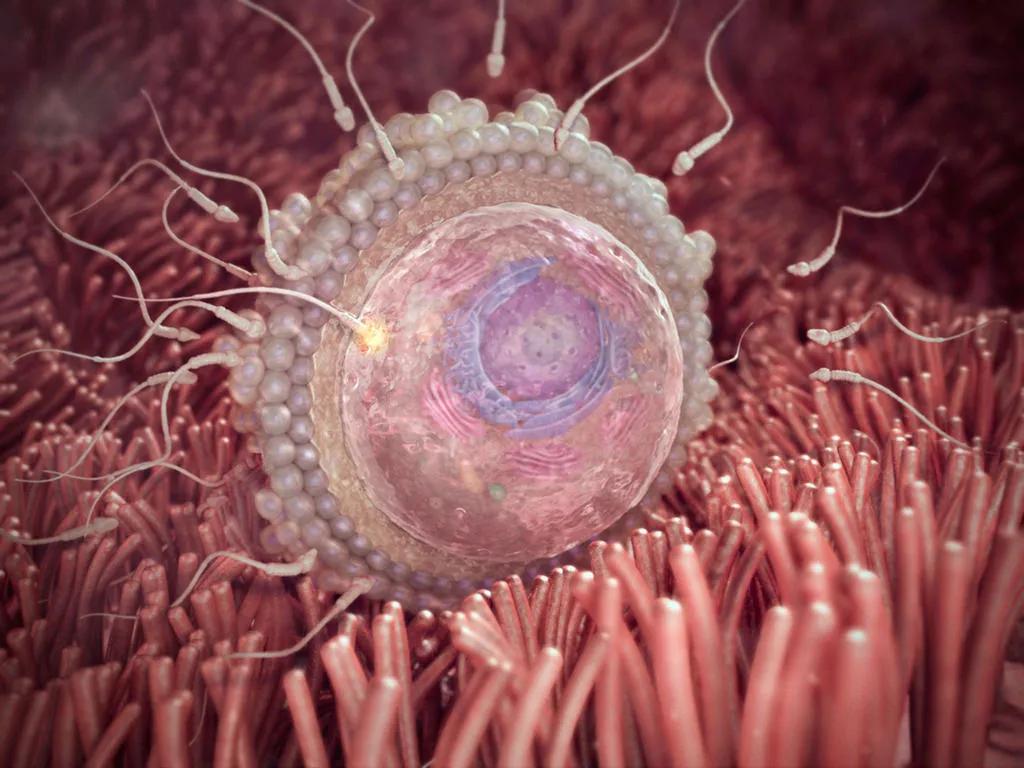 怀孕40周，胎宝宝每周长啥样？