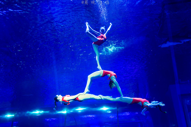 海洋极地海洋世界攻略,正佳极地海洋世界白鲸海象