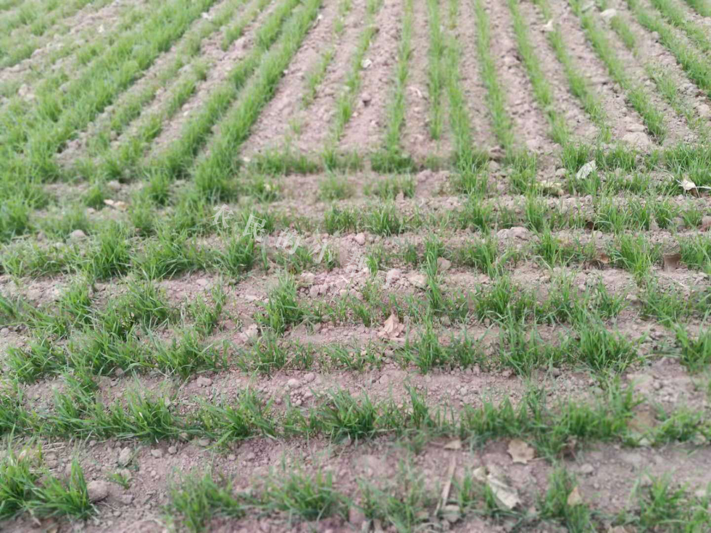 一亩地小麦增产600斤,小麦播种太深了怎么办