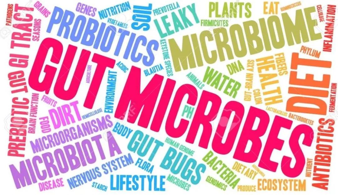 肠道菌群也是我们身体的一大自然防御系统