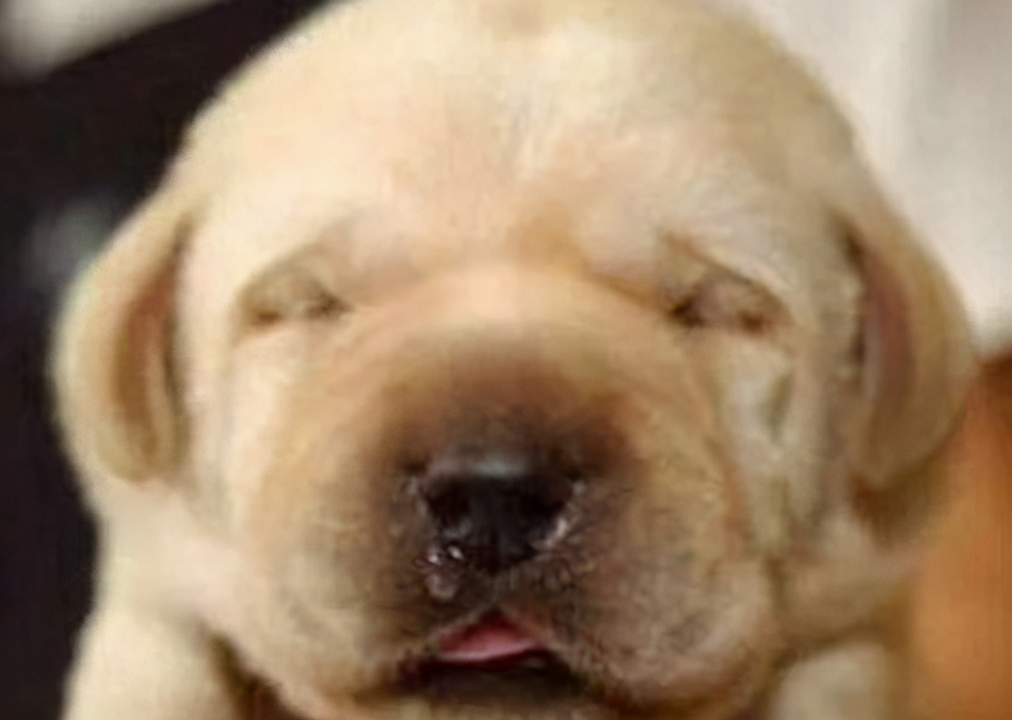 狗狗流鼻涕什么原因,狗狗发烧感冒流鼻涕怎么办