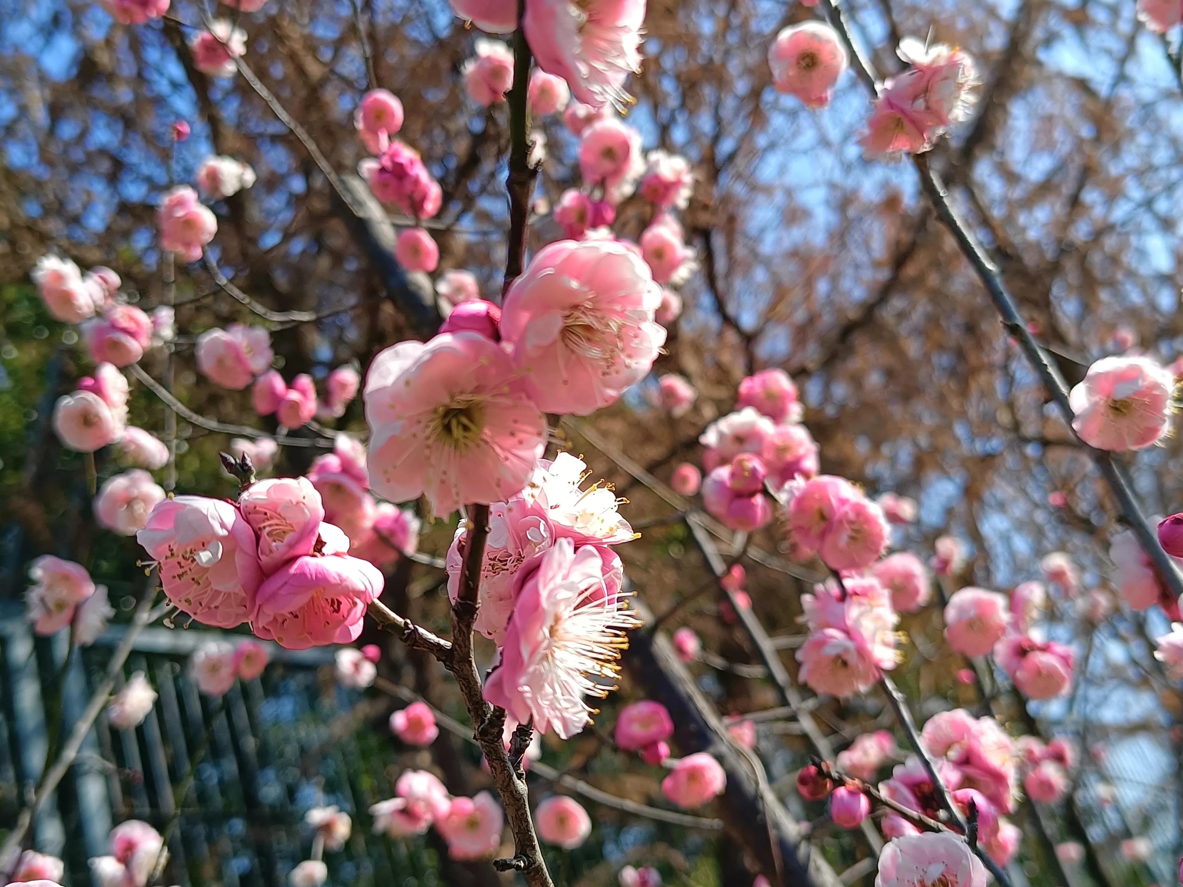 上方山森林公园作文,上方山森林公园动物世界