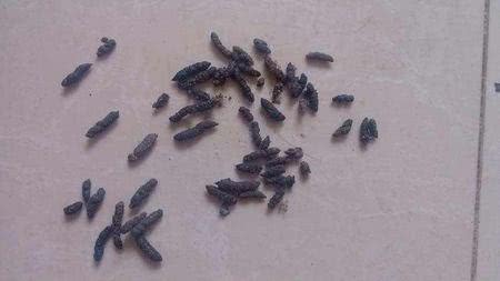 最贵的咖啡猫屎咖啡,最贵猫屎咖啡10万