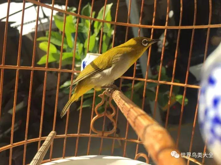 绣眼鸟的叫法视频,绣眼鸟怎么分极品