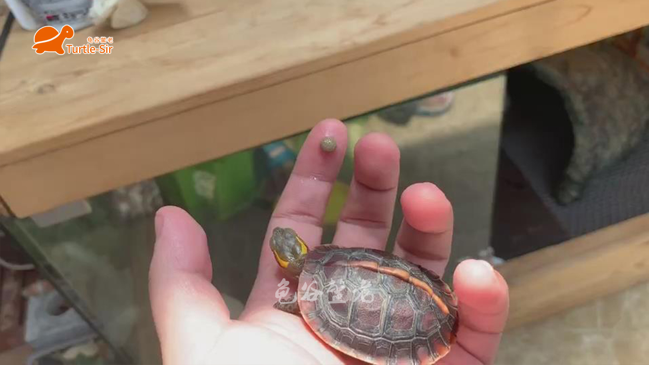 黄缘龟底板有异色可以养吗,黄缘龟背甲颜色淡