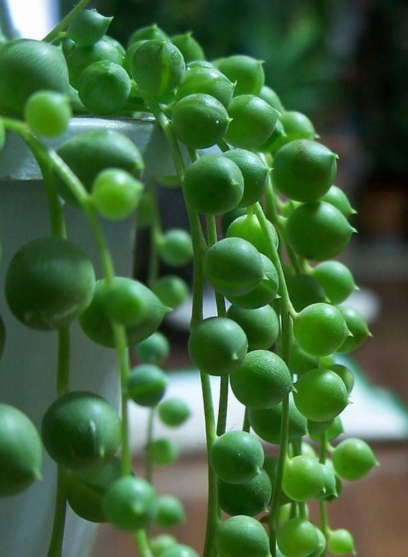 一株珍珠吊兰怎么养爆盆,一串珍珠吊兰怎么爆盆