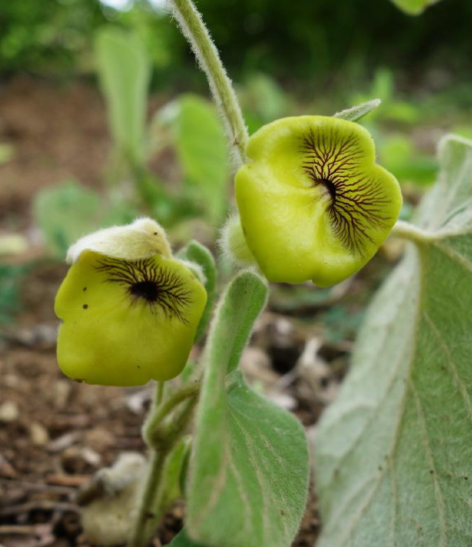 农村杂草别名,农村杂草的名字