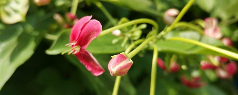 使君子开花有什么寓意,使君子故事