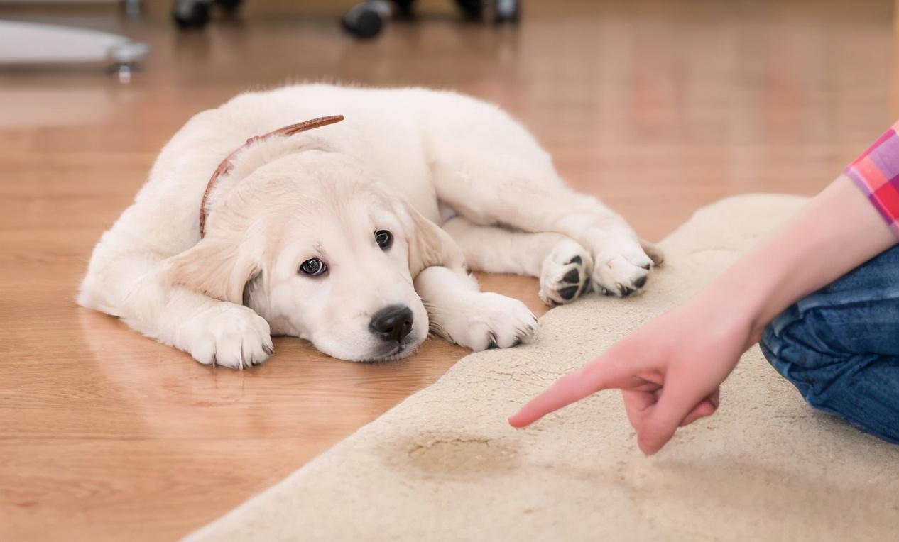 狗狗身上的异味怎样去除,家里养狗狗怎么去除异味呢