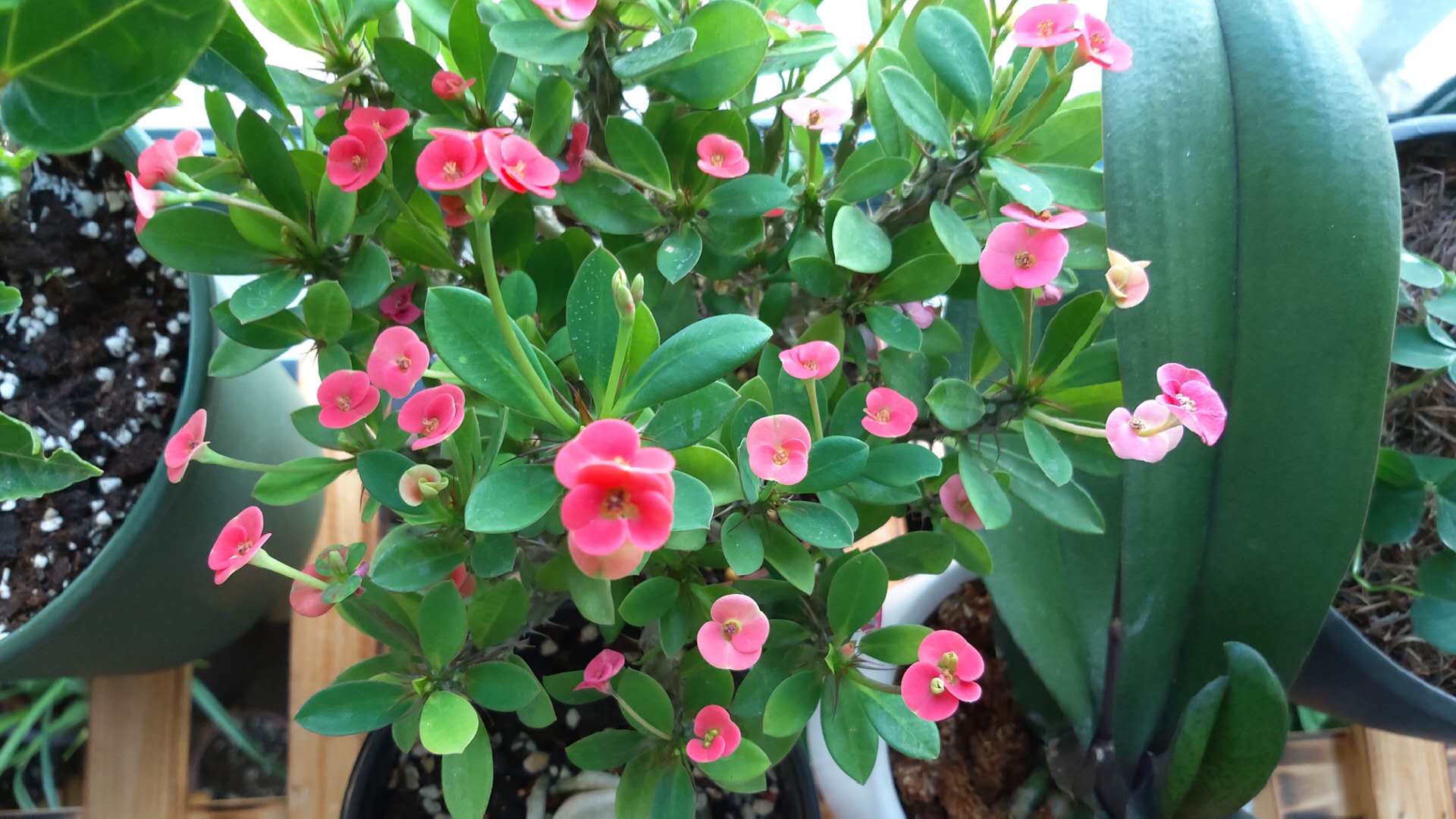 养花为什么要在叶子上喷水,养花叶子黄了是什么原因