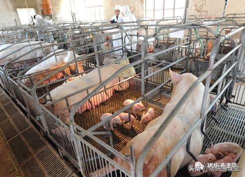 后备母猪各个阶段的饲喂技巧,母猪最佳饲喂方法