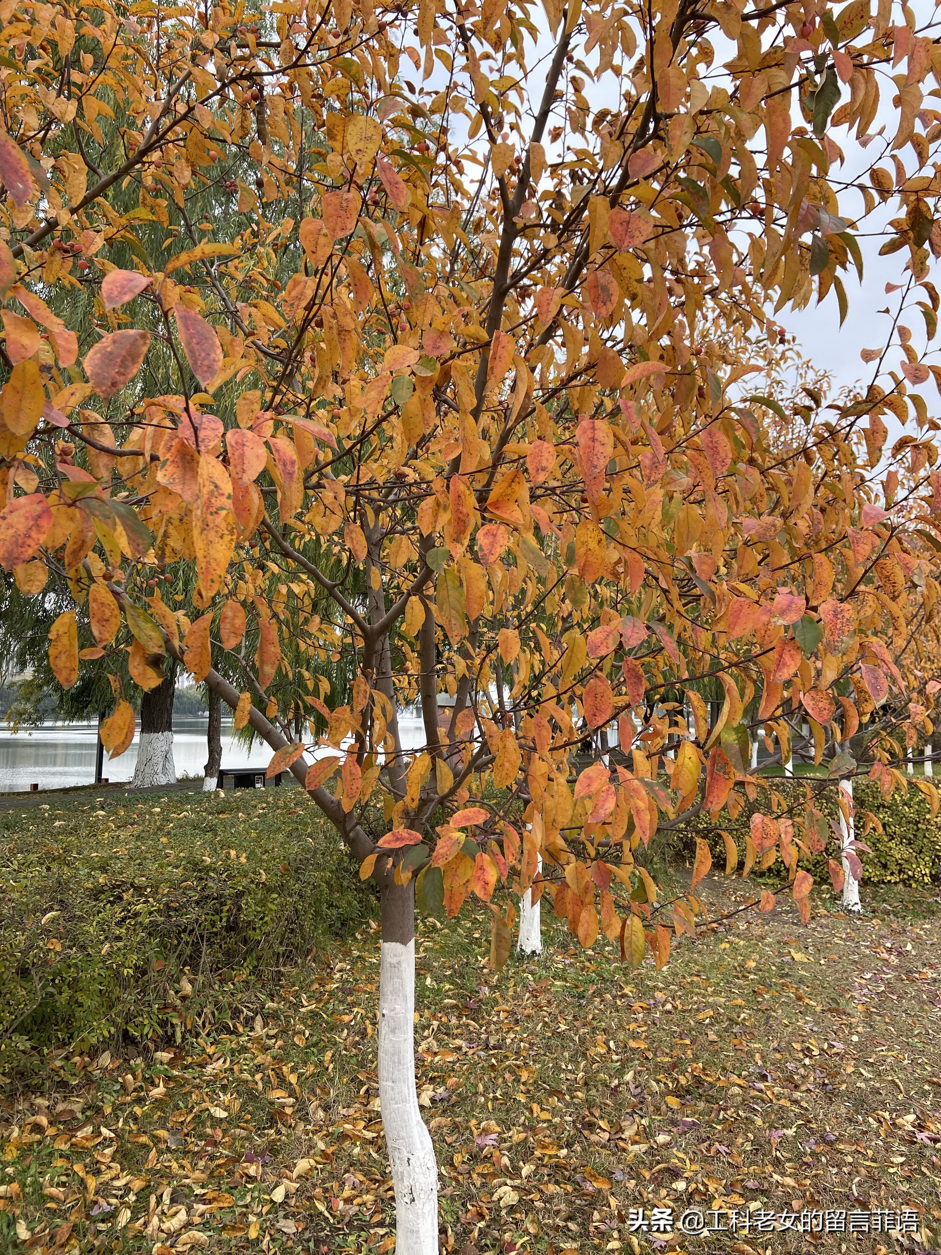 沈阳看秋叶好去处,沈阳秋叶