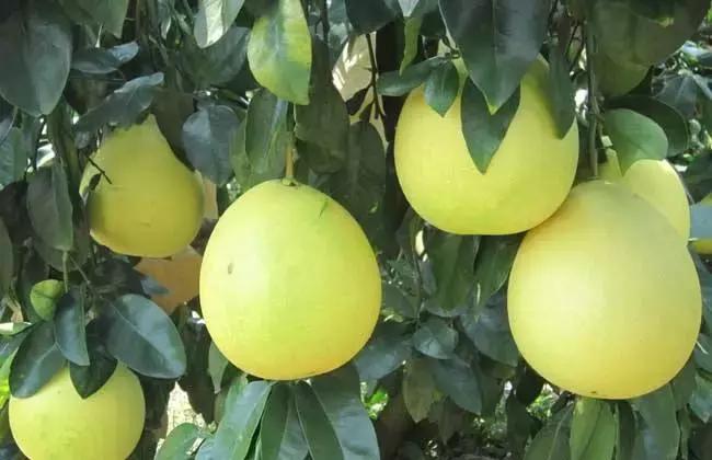 江西省有个莲花县,江西莲花县莲花镇