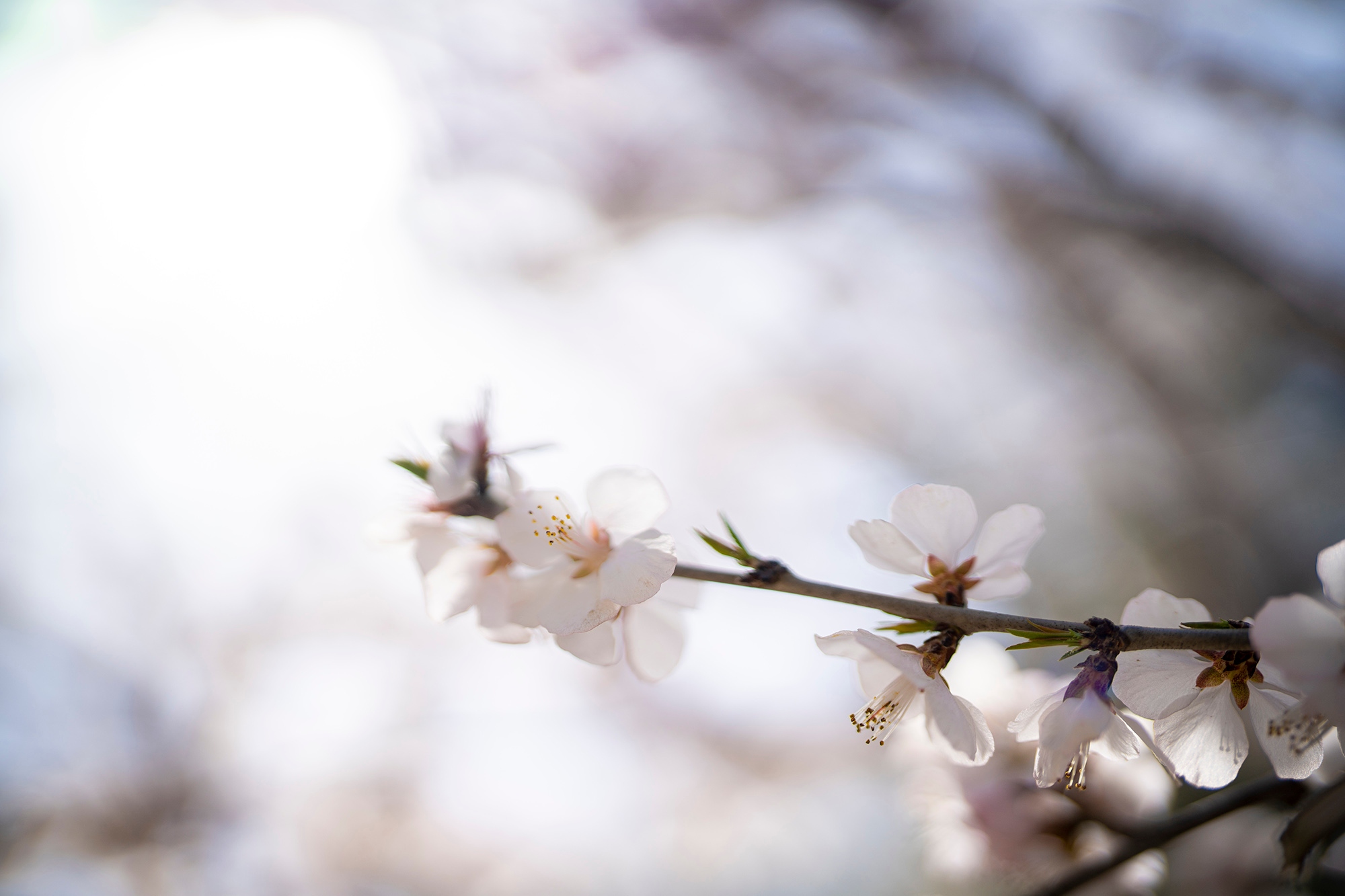 索尼fe50mmf1.2gm拍人像,索尼全画幅fe24mmf1.4测评