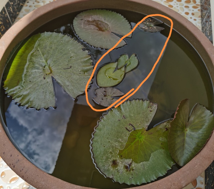 浅水缸养睡莲和鱼的方法,过滤陶缸养殖睡莲