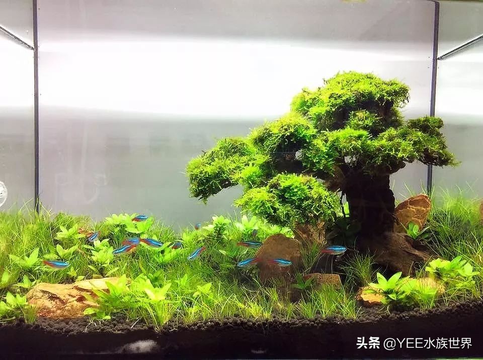 下盐能预防水霉病吗,盐治疗鱼病有哪几种