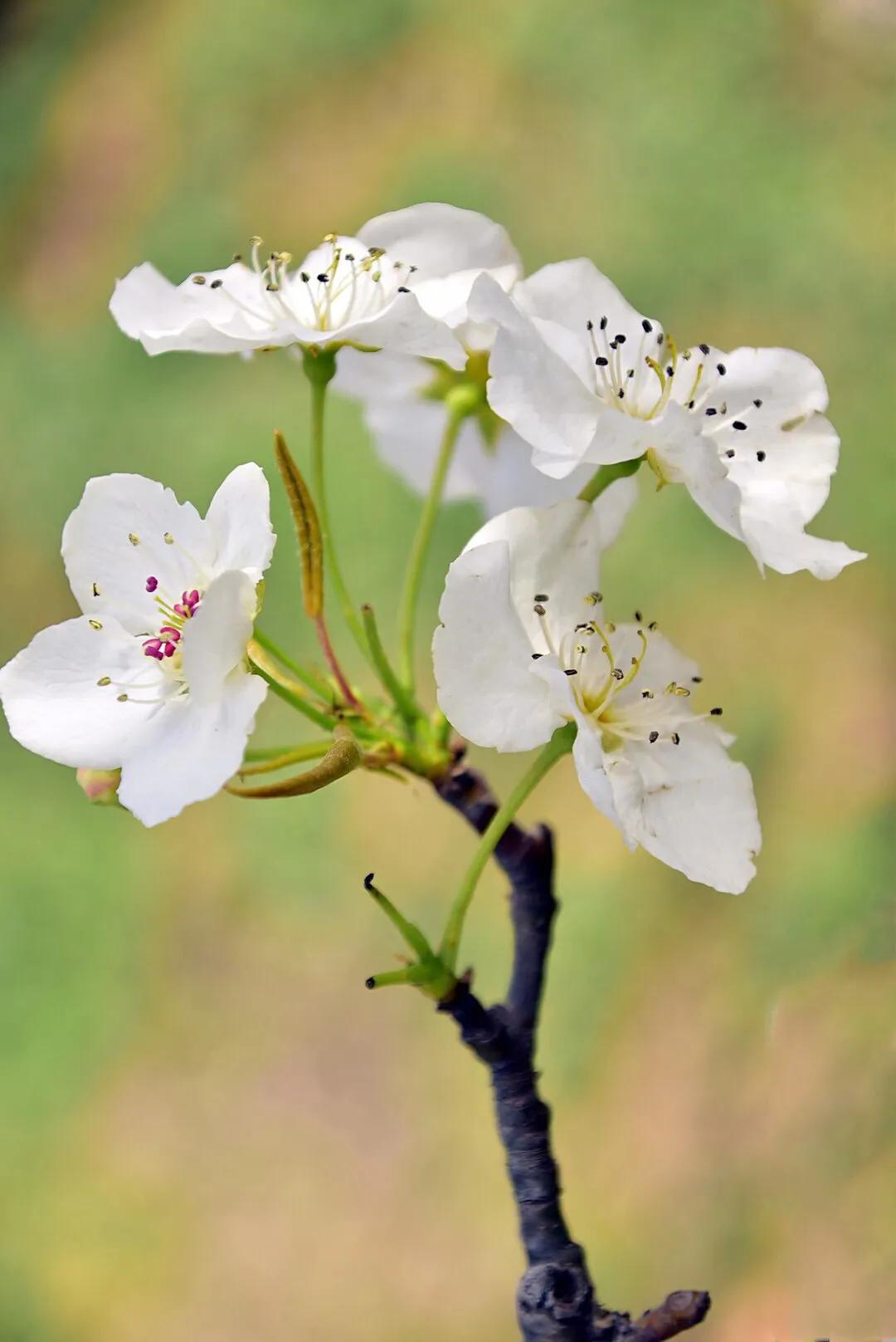 春游梨花林,邂逅三月梨花