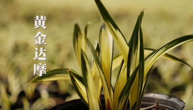 农村乡下种植的兰花,农业种植致富项目兰花