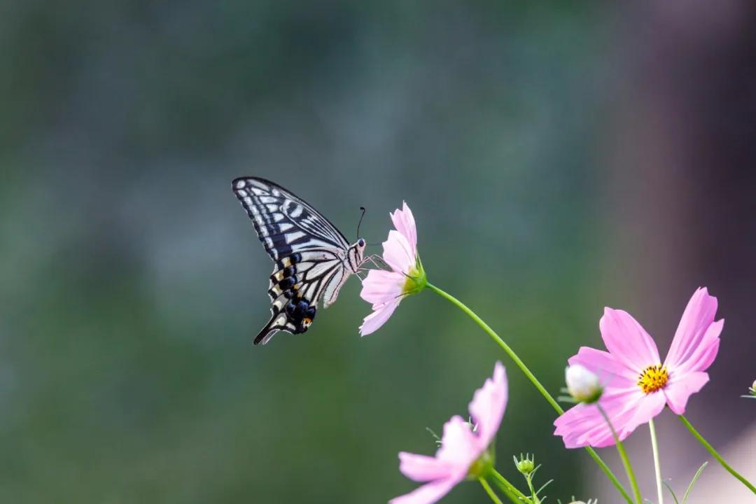腾龙17-50f2.8镜头怎么样,腾龙150-600g2镜头拍什么好