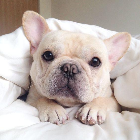 养这几种狗真的很费钱,饲养起来最费钱的狗狗是什么狗