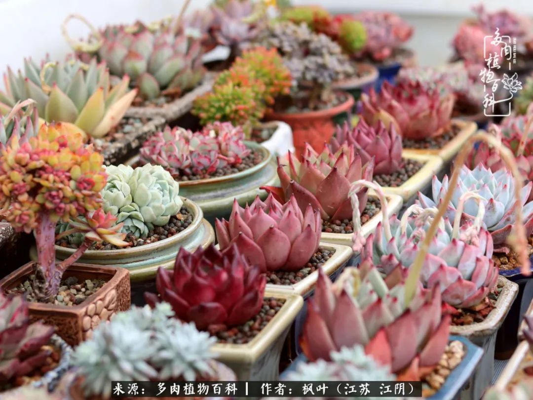 春有约，花不误，多肉与春天有个约会
