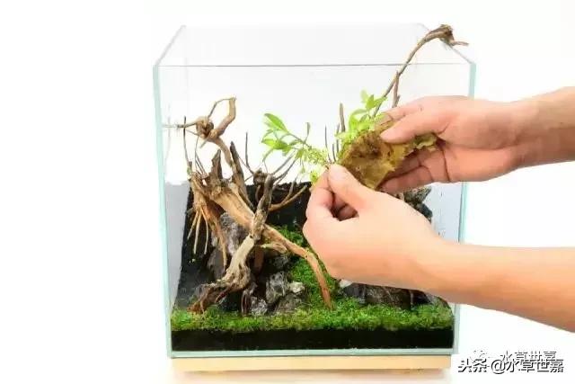 30cm小缸青龙石造景大全,30cm长缸原生溪流缸造景