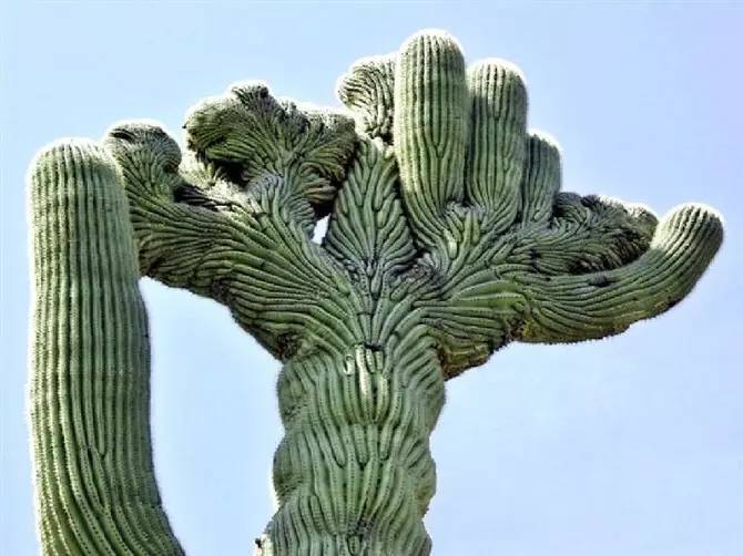 “常年丑貌君不问，一日花红万户惊”——仙人掌的产地及精品赏析