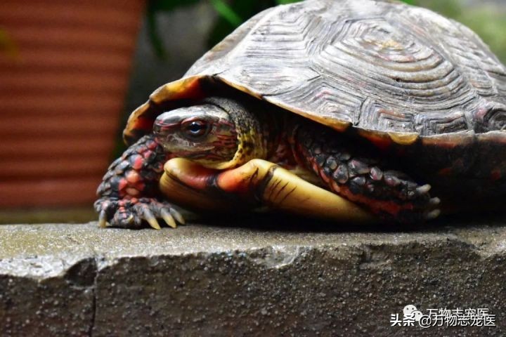 乌龟的壳碎了还能恢复吗,乌龟的壳边缘破了一点点会不会死