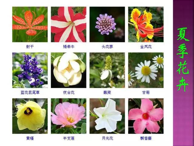 花卉大全500种观叶植物名称,1332种常见花卉植物图谱