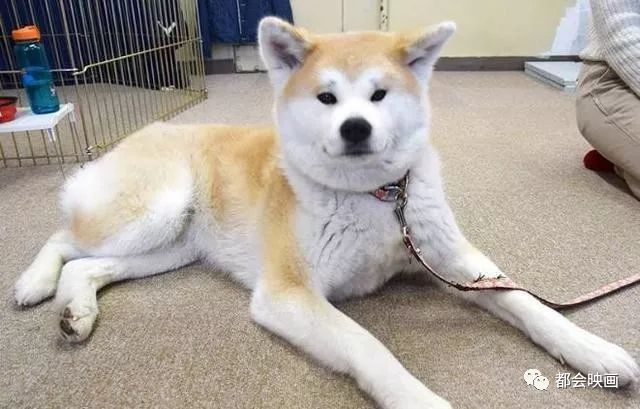 有谁受得了花火大会的告白*魂迷**汤