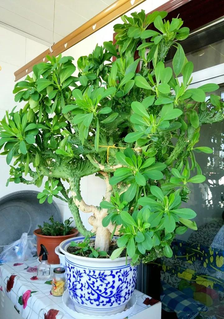 什么花放在家里最好看最实用,放家里风水好又好养的花有哪些