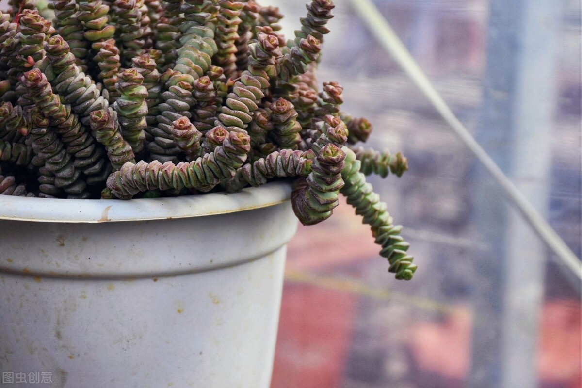 90岁老奶奶的养花生活记录,小阳台养花草