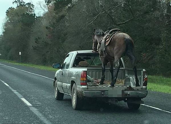 开长城炮皮卡畅享自由,身居北京也能过西部牛仔生活