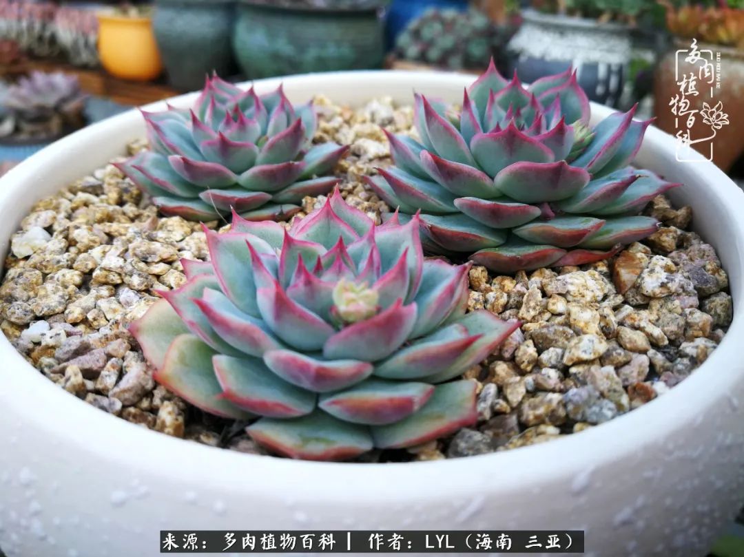 养多肉一年花了3万,养多肉一千多盆