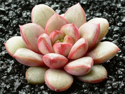 葡萄多肉怎么养,葡萄多肉怎么养漂亮