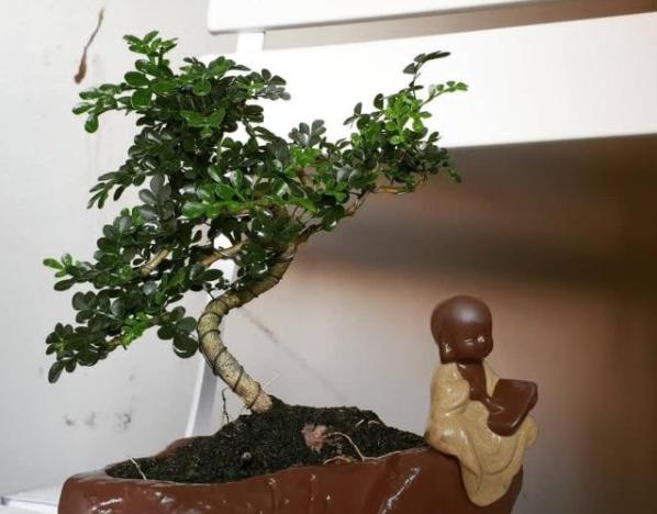 胡椒木盆景造型教程,胡椒木盆景种植技巧