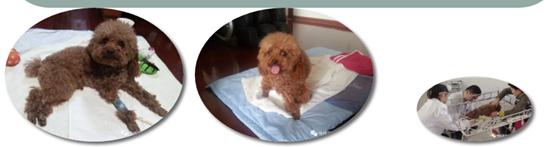 那些年我曾经养过的小狗,那些年我曾经养过的狗