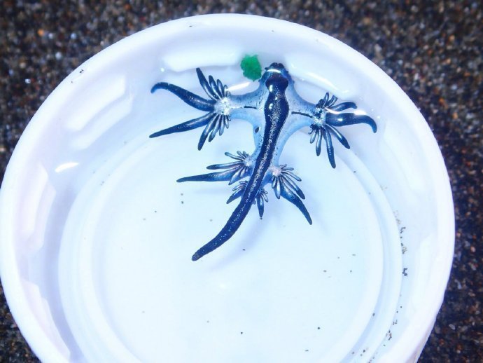 大西洋发现神秘的生物,罕见的大西洋蓝龙