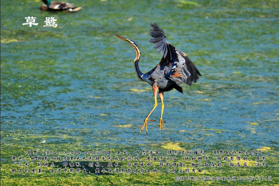 榻愰綈鍝堝皵瀚╂睙涓滄按鐝嶇鍏洯,榻愰綈鍝堝皵瀚╂睙涓滄按鐝嶇婀垮湴鍏洯