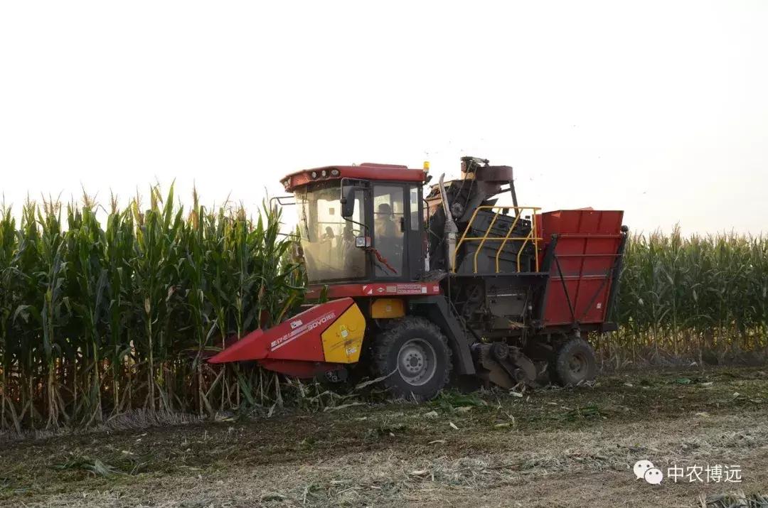 保定自走玉米脱粒机,河北保定大型玉米收获机